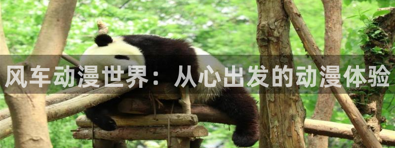 樱花动漫网官网入口：风车动漫世界：从心出发的动漫体验
